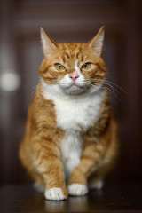 Fototapeta na wymiar Pensive amazing red cat close-up.