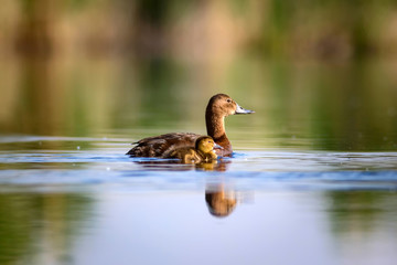 Cute duck family. Natural background. Bird: Common Pochard. Aythya ferina