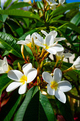 Plumeria Frangipani Flowers in Bloom