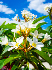 Plumeria Frangipani Flowers in Bloom