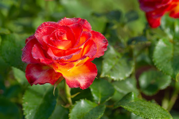 Tea and hybrid roses of a grade of High Society. Favorite flowers. Very beautiful rose with dew drops. Close-up.