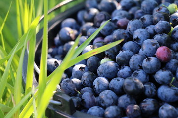 Heidelbeeren