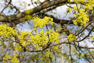 branch of a green blossoming tree in spring