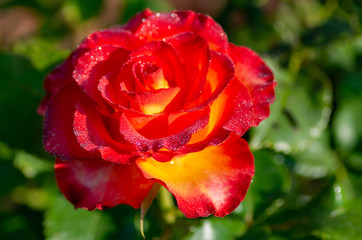 Tea and hybrid roses of a grade of High Society. Favorite flowers. Very beautiful rose with dew drops. Close-up.
