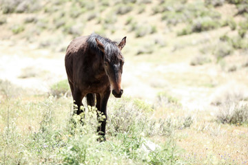 Healthy wild horses running free on the range. 
