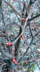 Macro photo of red bushes of bush