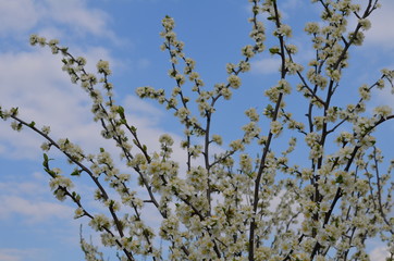 Foto Sobieniak © Szymon