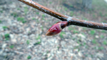 Macro photo of red bushes of bush