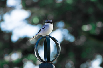 Loggerhead Shrike