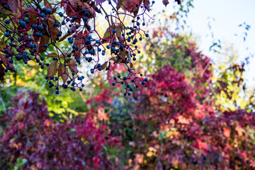 Beautiful autumn background of plant  Virginia creeper.