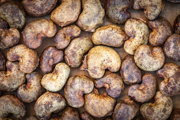 Cashew - raw nuts in the shell
