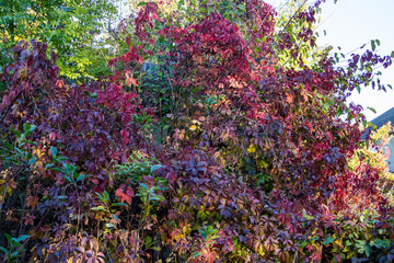 Obraz premium Beautiful autumn background of plant Virginia creeper.