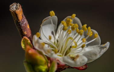 Fototapeta na wymiar Macro view of white sour cherry in color sunny spring day