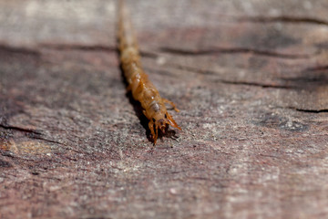 Ephemera danica larvae