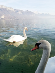 Deux cygnes