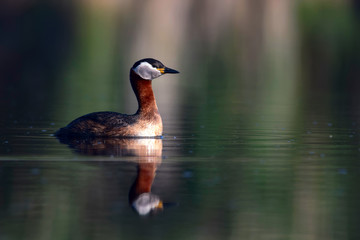 Swimming bird. Nature background. Bird: Red necked grebe. Podiceps grisegena.