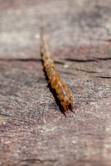 Ephemera danica larvae