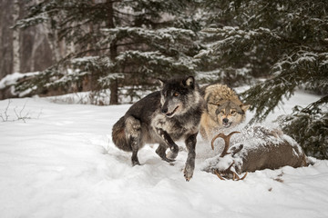 Black Phase Grey Wolf (Canis lupus) Jumps Away From Carcass Winter