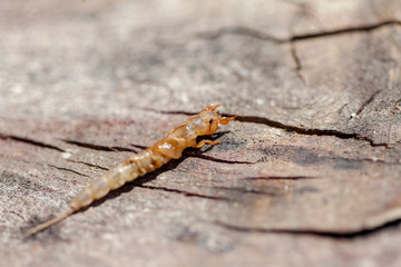 Ephemera danica larvae