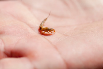 Ephemera danica larvae