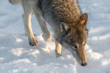 Fototapeta na wymiar Grey Wolf (Canis lupus) Walks Forward Winter