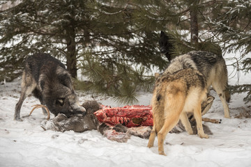 Naklejka premium Pack of Grey Wolves (Canis lupus) at Deer Carcass Winter
