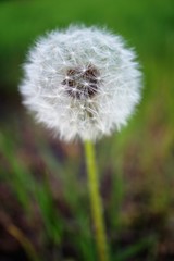 dandelion blowball on a green meadow closeup