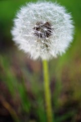 dandelion blowball on a green meadow closeup