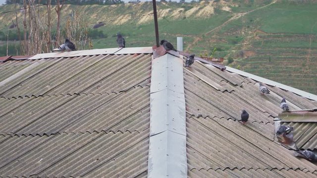 Pigeons on the slate roof of the house