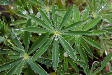 Lupin Perennials After Rain, Leaves Only 