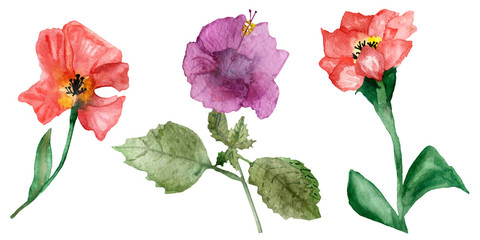 Watercolor hand painted colorful summer flowers hibiscus, carnation, poppy bouquet set