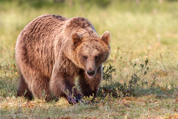 Fototapeta premium Brown bear in sunshine in summer forest