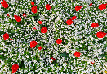Flower carpet in the garden