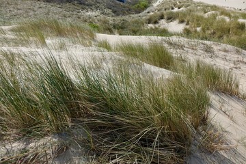 Netherlands; Close-up of the grass in dunes