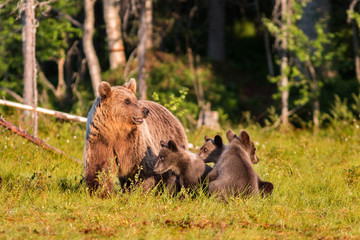 Fototapeta na wymiar Brown bear with three cubs in forest in summer