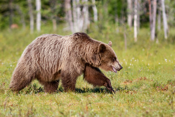 Brown bear walking in summer forest