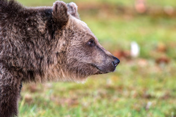 Closeup of the face of a brown bear looking towards right