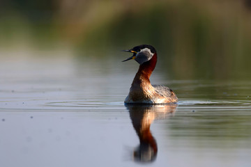 Swimming bird. Nature background. Bird: Red necked grebe. Podiceps grisegena.