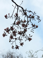 Tulip-Magnolia, Magnolia x soulangeana Lennei, during flowering. Spring