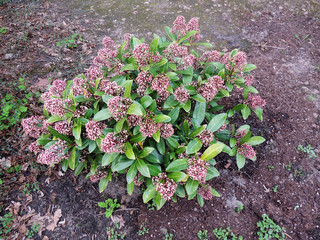 Japanese skimmia, Skimmia japonica, with buds
