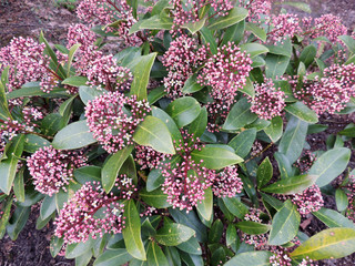 Japanese skimmia, Skimmia japonica, with buds