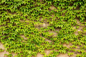 Naklejka na ściany i meble Background from green growing creepers leaves
