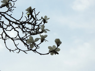Magnolia denudata during flowering. Spring