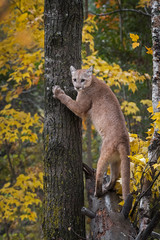 Cougar (Puma concolor) Stands With Front Paws on Tree Autumn