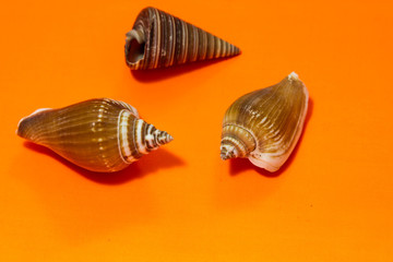 sea shell on orange background