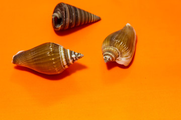 sea shell on orange background