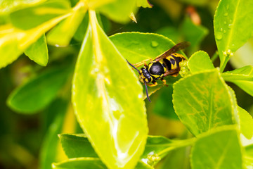 Close-up of a wasp on a bush leaf in the village of Krum, Southern Bulgaria, natural green bush background, dorsal view
