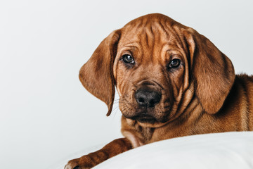 Rhodesian Ridgeback