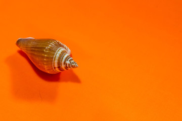 sea shell on orange background