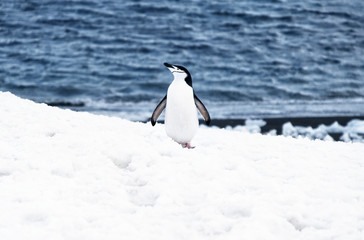 chinstrap penguin
